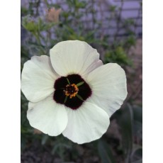 Hibiscus trionum Hibiscus trionum